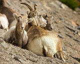 Mountain Sheep - Mother and Young