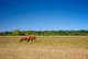 Horse in Prairie Field, Beausejour, Manitoba
