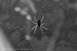 IR Spider Web
