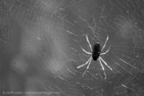 IR Spider Web