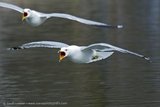 2 Flying Gulls
