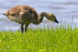 Young Canada Geese