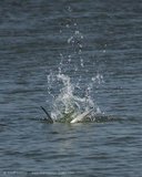 Fishing Tern