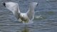 Gull Pond Takeoff