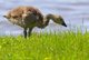 Young Canada Geese