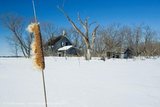 Winter Farm and Cattails, Cooks Creek
