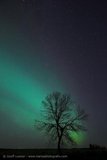Aurora Tree